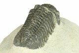 Bargain, Morocops Trilobite - Large Specimen #287595-4